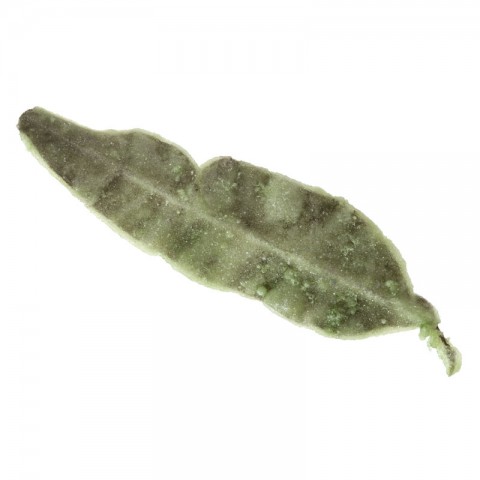 Verbena Leaves Crystallised Flowers, 100g Verbena Leaves Crystallised Flowers, 100g
