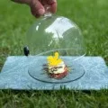 Circus Plate for Ø18cm Cloche by 100% Chef, 1 unit Circus Plate for Ø18cm Cloche by 100% Chef, 1 unit