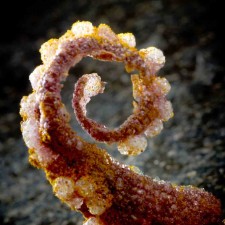 Octopus-Kimshi Tasty Bites, 215pk