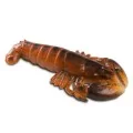 Lobster Plate, 35 x 26 x 6cm by 100% Chef, 1 unit Lobster Plate, 35 x 26 x 6cm by 100% Chef, 1 unit