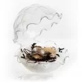 Oyster Glass, 12x12x13cm/ 70ml, 1 unit