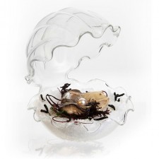 Oyster Glass, 12x12x13cm/ 70ml, 1 unit