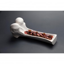 Big Ox Femur Porcelain Plate, 25x25x10cm, 1 unit