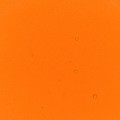 Orange Performance Liquid Food Colour, 50ml