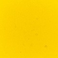Lemon Performance Liquid Food Colour, 50ml