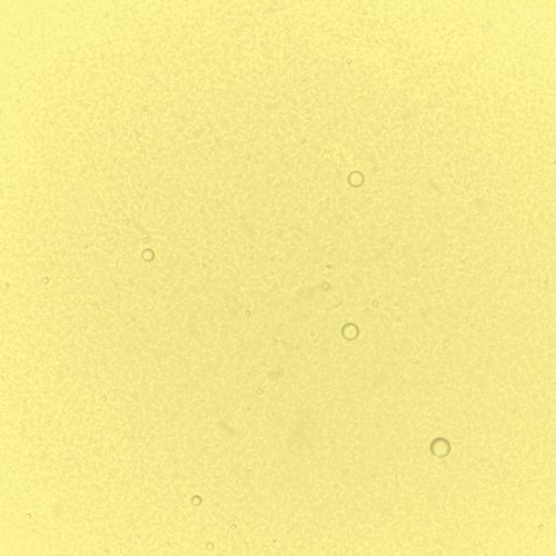 Yellow Performance Liquid Food Colour, 50ml